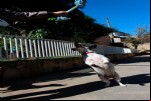 Foto 41