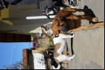 Foto 48